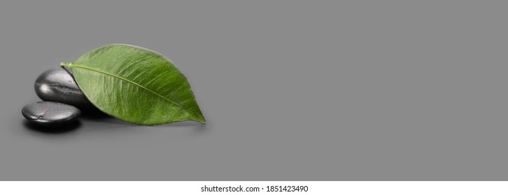 Green Leaf With Stones On Gray Long Horizontal Background. 