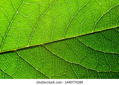 Green Leaf With Structure, Macro