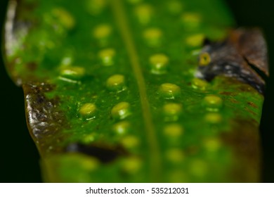 green leaf structures - Shutterstock ID 535212031
