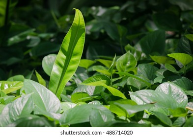 green leaf with sun light.