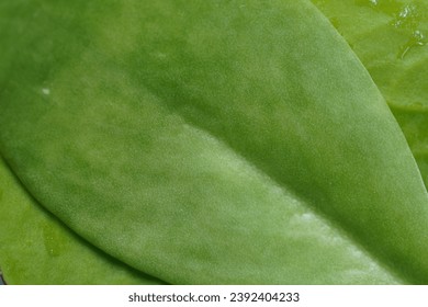 Green leaf , super close up view