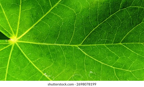 The green leaf surface had a priminently veined texture, with the leaf veins appearing clear.