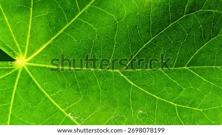 The green leaf surface had a priminently veined texture, with the leaf veins appearing clear.