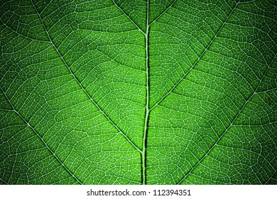 green leaf texture
