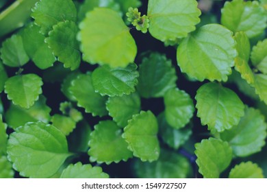 Green leaf texture. Leaf texture 