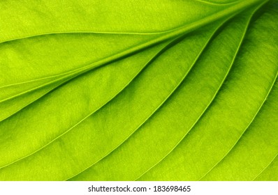  Green Leaf Texture