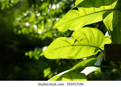 Green leaf texture