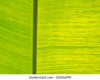 green leaf texture