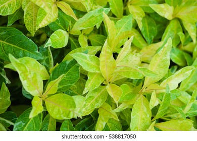 green leaf texture