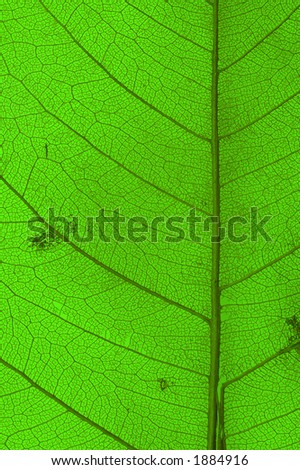 green leaf texture