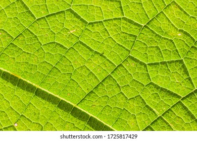 Green leaf texture back background