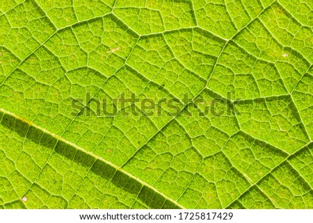 Green leaf texture back background