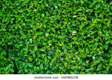 green leaf for texture background