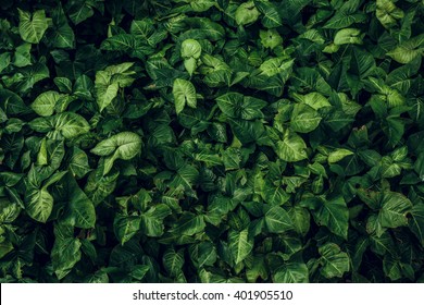 Green leaf texture. Leaf texture background - Powered by Shutterstock