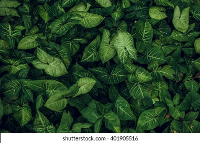 Green leaf texture  Leaf texture background