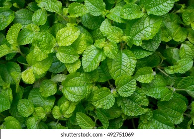 green leaf texture background.