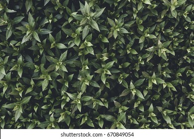 Green Leaf Texture. Leaf Texture Background