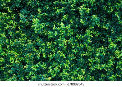 Green leaf texture. Leaf texture background