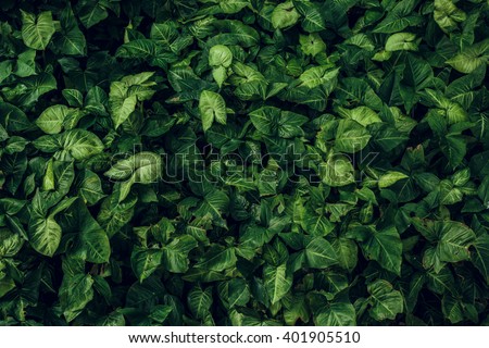 Green leaf texture. Leaf texture background