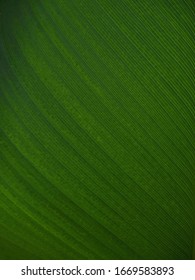 Green Leaf Texture background, dark green foliage nature background.