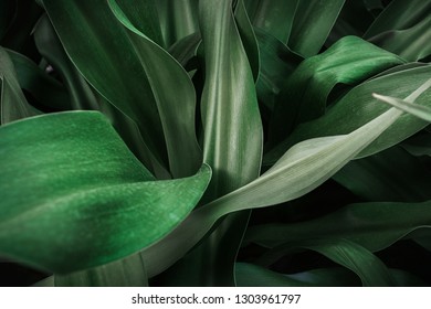 Green Leaf Texture background with light behind