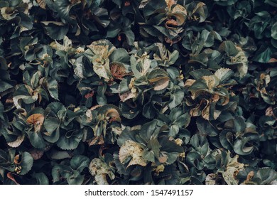 Green Leaf Texture background with light behind
