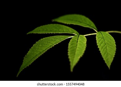 Green Leaf Texture background with light behind.