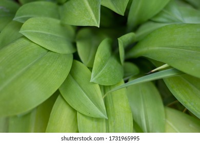 Green Leaf Texture background with light behind.1