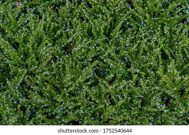 Green Leaf Texture background with light behind