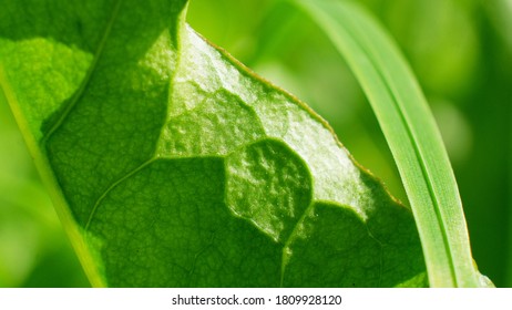Green Leaf Texture background with light behind.