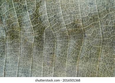Green Leaf Texture background with light behind.