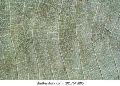 Green Leaf Texture background with light behind.
