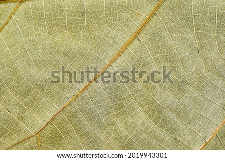 Green Leaf Texture background with light behind.