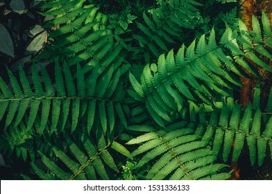 Green leaf texture. Leaf texture background. Natural background and wallpaper