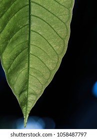 green Leaf texture close up