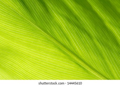 Green leaf texture -close up