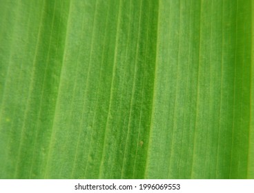 green leaf texture close up