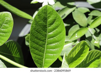 green leaf texture. close up of green leaf