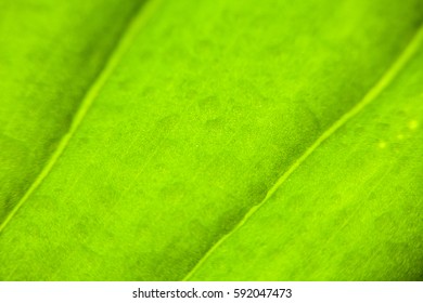 Green leaf texture close up