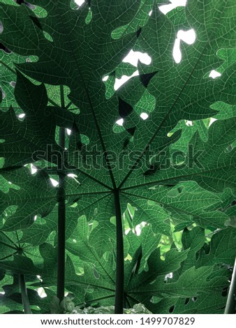 Similar – Image, Stock Photo maple leaves Plant Tree