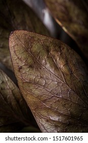 Green leaf texture close up still on a black background