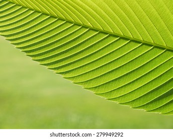 green leaf texture closeup