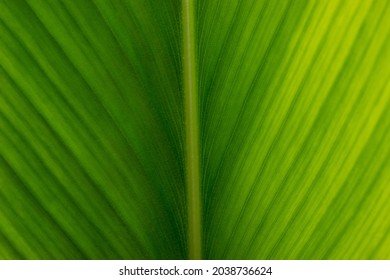 Green leaf texture for design, Green leaf texture background with light behind. Texture background of backlight fresh green Leaf