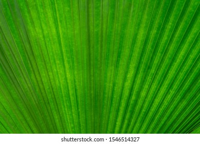 Green leaf texture detail background, frame concept, copy space