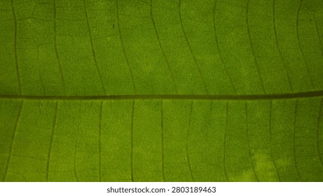Green leaf texture displaying intricate vein pattern under bright translucent natural light