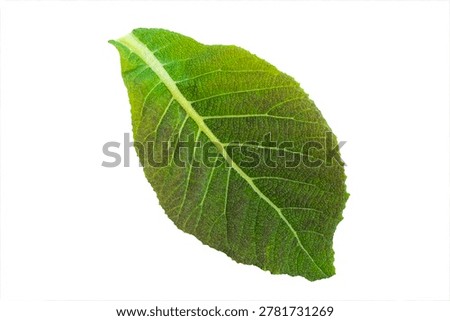 Green Leaf Texture Isolated on White Background, Teak Leaf, Leaf Veins