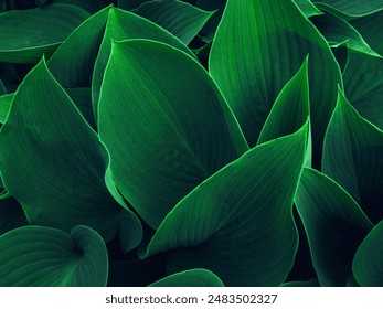 Green leaf texture. Green leaves pattern background. Natural background and wallpaper.