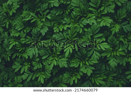 Green leaf texture. Green leaves pattern background. Natural background and wallpaper.