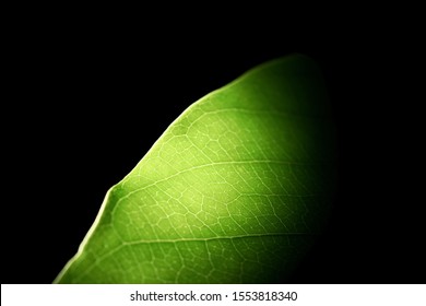 Green leaf texture with light behind, close up.