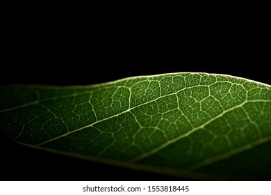 Green leaf texture with light behind, close up.